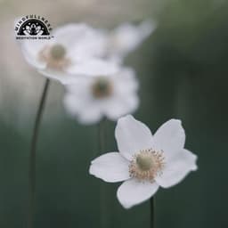 Awareness Blooms - Mindfullness Meditation World