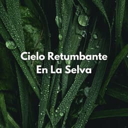 Cielo Retumbante En La Selva - Musica Lluvia Tranquila