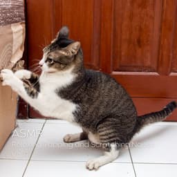 ASMR: Relaxing Tapping and Scratching Noises Vol. 1 - Study Music Solitude