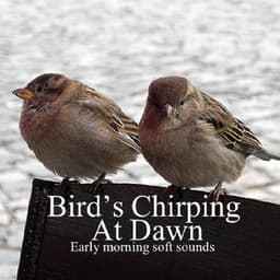 Bird's Chirping At Dawn: Early Morning Soft Sounds - Auge Espiritual