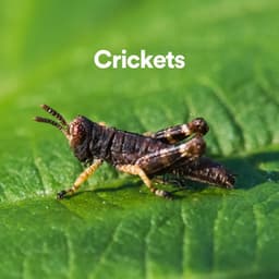 Crickets - Nature Sounds