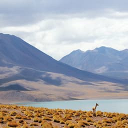 Jet Black Heart | Painting and Reading Music - Nature Sounds