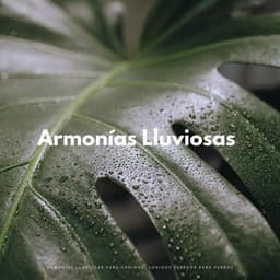 Rain'S Canine Harmony: Serene Soundscapes Para Perros - Tranquilidad Eterna