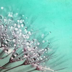 Gentle Waves of Harmony - Johann Sebastian Bach