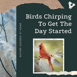 Birds Chirping To Get The Day Started - Nature Sounds At Home