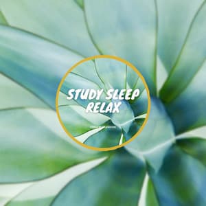 Study, Sleep, Relax - Peaceful Relaxing Music - Circle of Relaxation