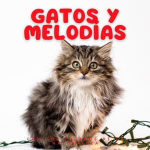Gatos Y Melodías Con Los Pájaros De La Naturaleza - Biblioteca de sonidos de la naturaleza HD