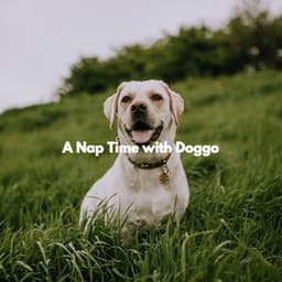 A Nap Time with Doggo - Classy Bossa Piano Jazz Playlist