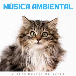 Música Ambiental: Vibras Dulces De Gatos - Estado de distracción