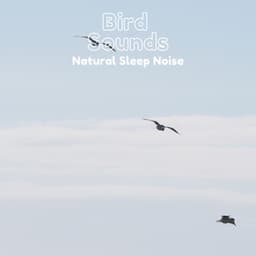 Bird Sounds Nature Sleep Noise - Natural Sample Makers