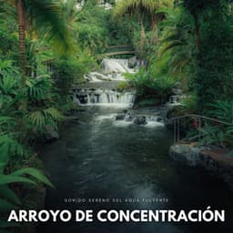 Arroyo De Concentración: Sonido Sereno Del Agua Fluyente - Banco de sonidos de agua
