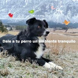 Dale a tu perro un ambiente tranquilo - Wine Bar Music