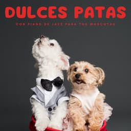 Dulces Patas Con Piano De Jazz Para Tus Mascotas - Relajante piano hombre