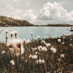 1 Ambient: Life's Wonder - Baltic Nature Sounds