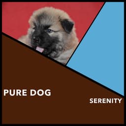 Pure Dog Serenity - Dogs Music Therapy