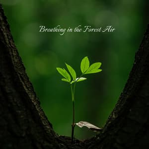 Breathing in the Forest Air - Asha Age
