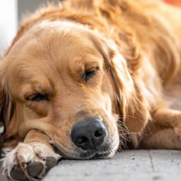 Melodías De Piano Para La Calma De Las Mascotas - Jason Humphries