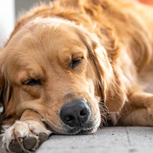 Melodías De Piano Para La Calma De Las Mascotas - Jason Humphries