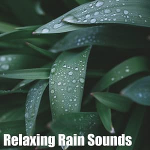 Whispers of the Storm - Rain Sounds Sleep