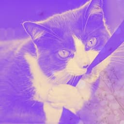 Vivacious Background Music for Relaxed and Lounging Cats - Relaxing Cat Music