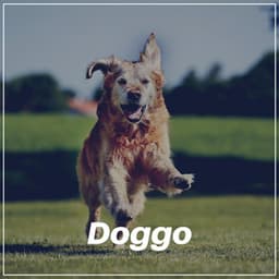 Doggo - Dog Music