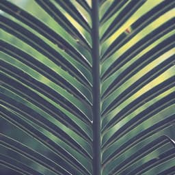 Sleepy Collection | Deep Sleep - Spa & Spa