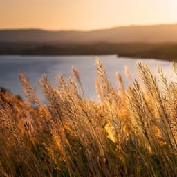 Estados De Ánimo Para La Meditación: Ritmos Lofi Para Pensamientos Tranquilos - Ilusión auditiva