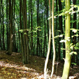 ! ! ! ! Beleza da Floresta Natural - Alan Baratieri