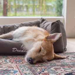 Dog Dreamscape: Peaceful Rain for Serene Doggie Dreams ASMR - Rain Sounds Lab