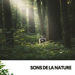 Sons de la Nature: Symphonie de la Nature - Ocean Sounds Plus