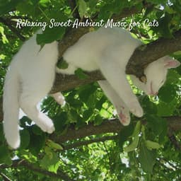 Relaxing Sweet Ambient Music for Cats - Music For Cats