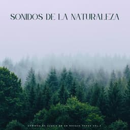 Sonidos De La Naturaleza: Sonidos De Lluvia En Un Bosque Verde Vol.2 - Fábrica De Lluvia