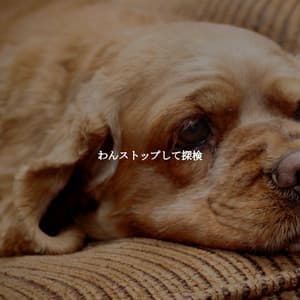 わんストップして探検 - Elevator Music All-Stars