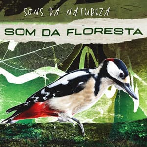 Som da Floresta - Sons da Natureza