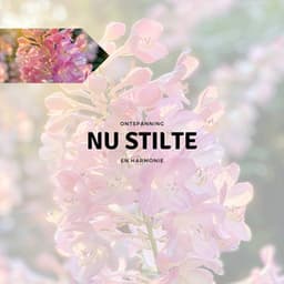 Nu Stilte - Ontspanning en Harmonie