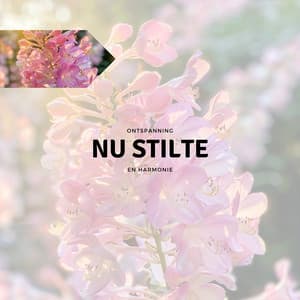 Nu Stilte - Ontspanning en Harmonie