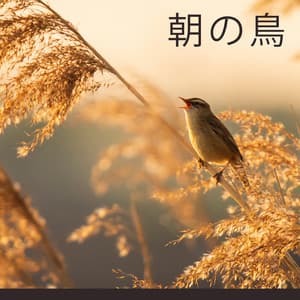 朝の鳥: リラクゼーション, 静けさ, 調和 - Singing Birds Zone