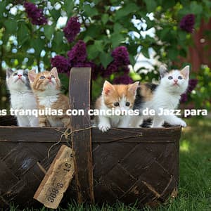 Tardes tranquilas con canciones de Jazz para gatos - Lounge Smooth Jazz Deluxe
