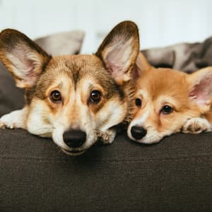 Relaxing Rhythms for Dogs: Peaceful Melodies - Lofi Town