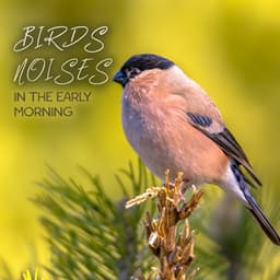 Birds Noises in the Early Morning - Serenity Music Zone