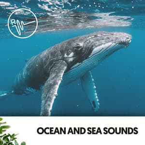 Ocean and Sea Sounds: Call of the Humpback - Música Relajante Para Leer