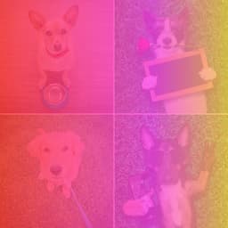 Music for Calming Your Dogs - Peaceful Latin Music - Dogs at Home