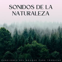 Sonidos De La Naturaleza: Canciones Del Bosque Para Trabajar - Vibraciones de la Naturaleza