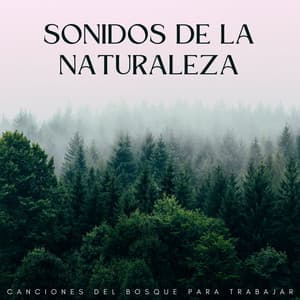 Sonidos De La Naturaleza: Canciones Del Bosque Para Trabajar - Vibraciones de la Naturaleza