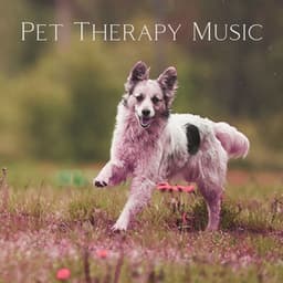 Pet Therapy Music: Dogs with Anxiety - Pet Relax Academy