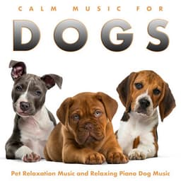Calm Music For Dogs: Pet Relaxation Music and Relaxing Piano Dog Music - Dog Music