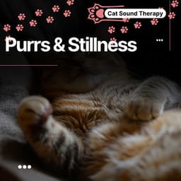 Cat Sound Therapy: Purrs & Stillness, Calming Place - Cat & Calm