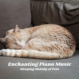 Enchanting Piano Music: Sleeping Melody of Pets - Jazz for Hotel Lobbies