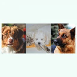 Ambiance for Sweet Doggies - Songs for Dogs to Sleep To