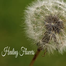 Healing Flowers - Música Relajante